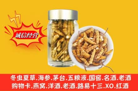 扶绥县求购回收散虫草
